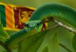 Serpente verde in Sri Lanka tra le foglie tropicali, simbolo della fauna esotica dell’isola.