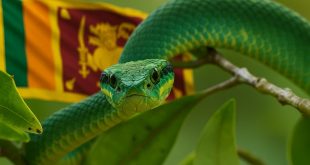 Serpente verde in Sri Lanka tra le foglie tropicali, simbolo della fauna esotica dell’isola.