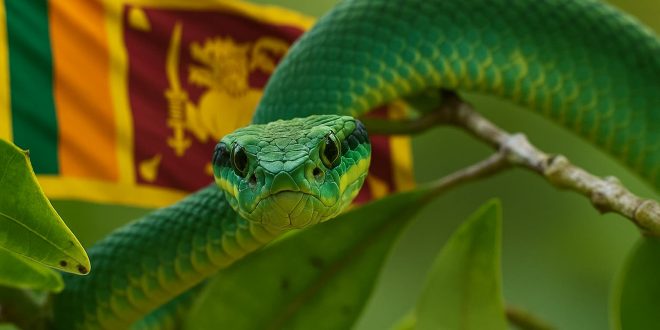 Serpenti in Sri Lanka: guida completa tra natura, curiosità e sicurezza per i turisti 1 Serpente verde in Sri Lanka tra le foglie tropicali, simbolo della fauna esotica dell’isola.