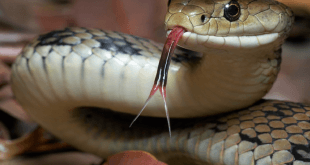 Serpenti negli hotel in Sri Lanka fotografati nei resort tra natura tropicale e turisti sorpresi.