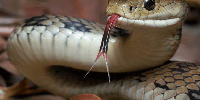 Serpenti negli hotel in Sri Lanka: paura e fascino della natura selvaggia 1 Serpenti negli hotel in Sri Lanka fotografati nei resort tra natura tropicale e turisti sorpresi.